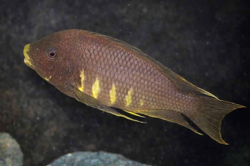 Petrochromis sp. 'red mpimbwe' Mvuna Island